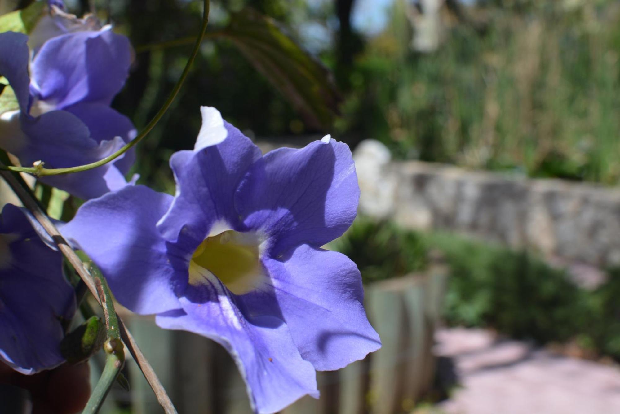 Babil Bahceleri - Gardens Of Babel Bed and Breakfast Lapta Buitenkant foto