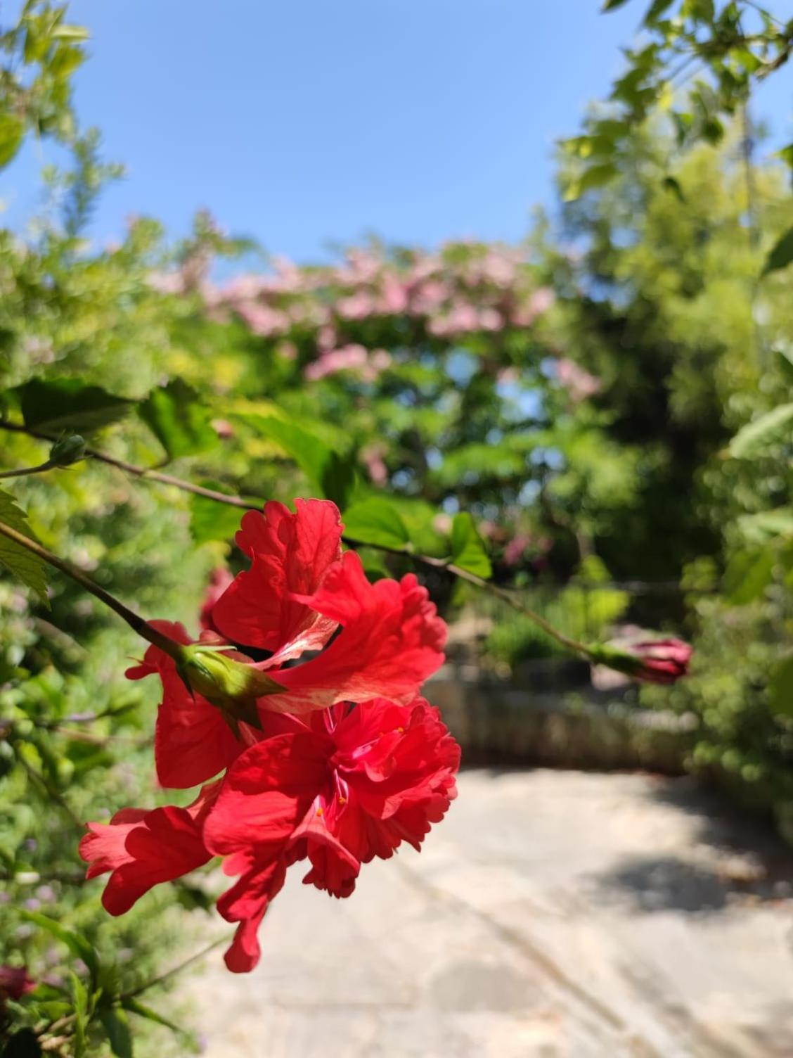 Babil Bahceleri - Gardens Of Babel Bed and Breakfast Lapta Buitenkant foto